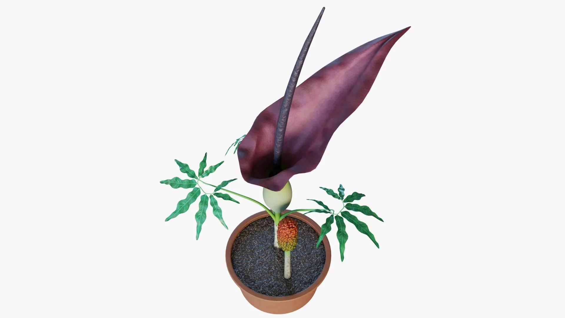 Dracunculus vulgaris 3D model