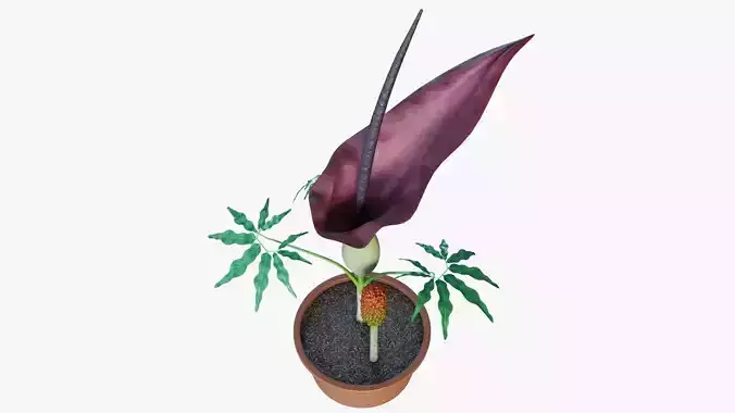 Dracunculus vulgaris 3D model