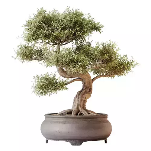 Kalamata Leccino Arbequina Wilsonii Chemlali Olive Set 43