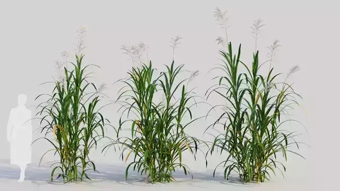 Miscanthus floridulus b 3D model