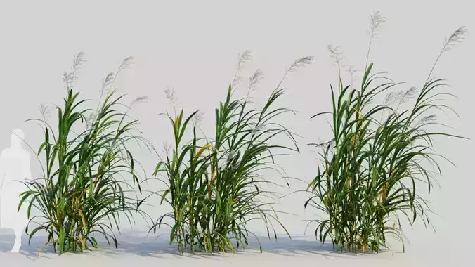 Miscanthus floridulus c 3D model