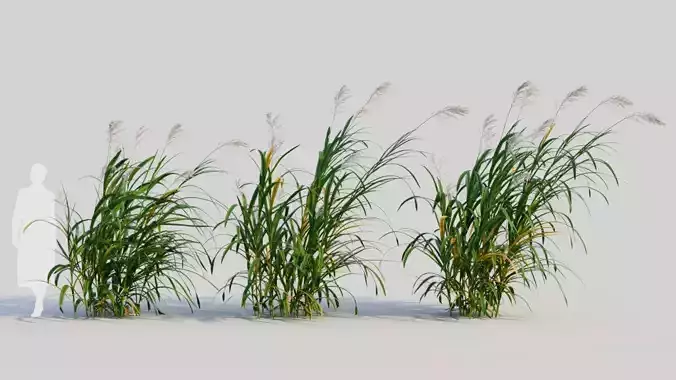 Miscanthus floridulus d