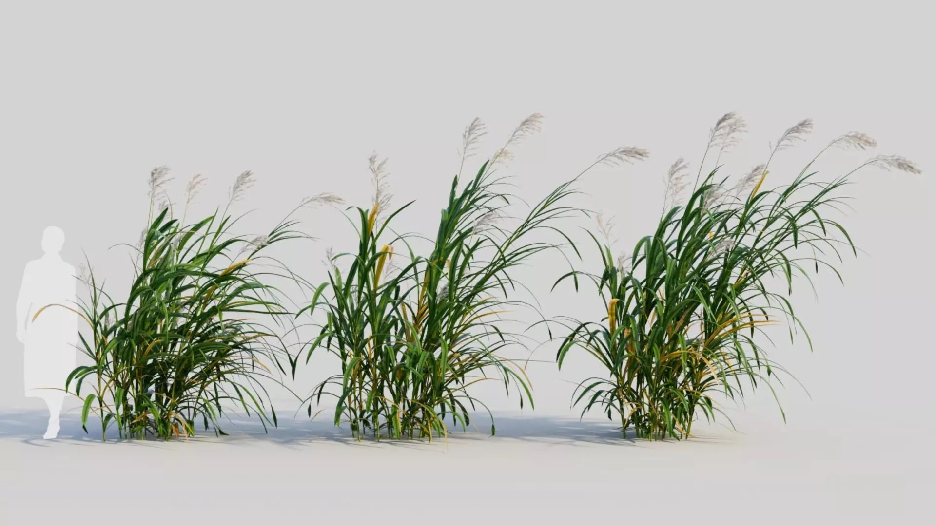 Miscanthus floridulus d 3D model