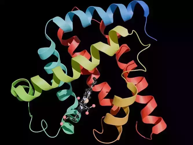 Myoglobin 3D protein model 3D model