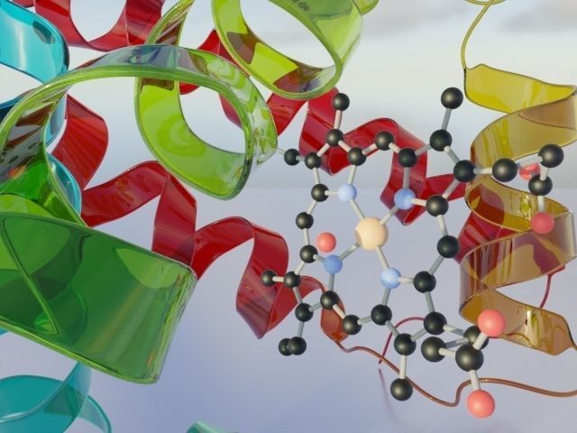 Myoglobin 3D protein model 3D model_11
