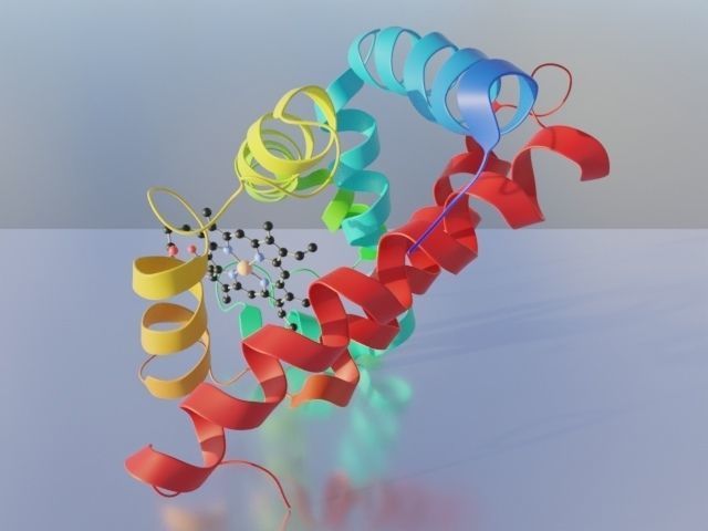 Myoglobin 3D protein model 3D model_9