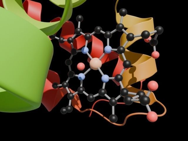Myoglobin 3D protein model 3D model_3