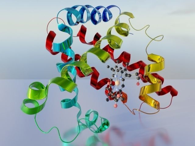 Myoglobin 3D protein model 3D model_10