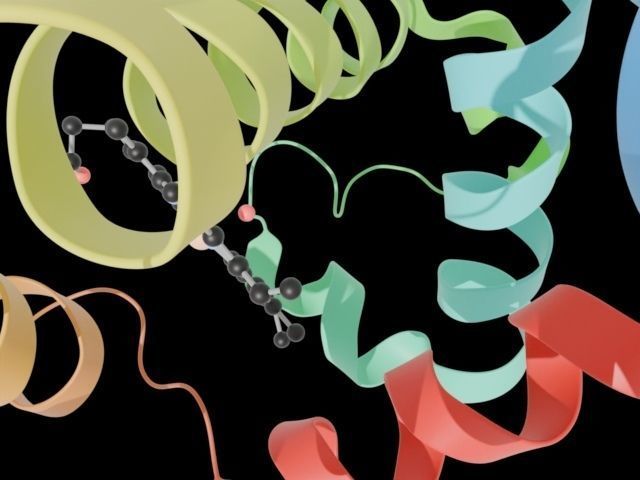 Myoglobin 3D protein model 3D model_4