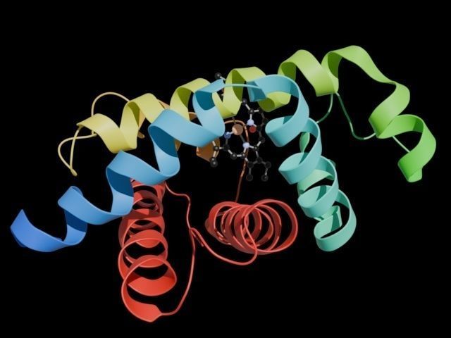 Myoglobin 3D protein model 3D model_2