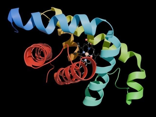 Myoglobin 3D protein model 3D model_1