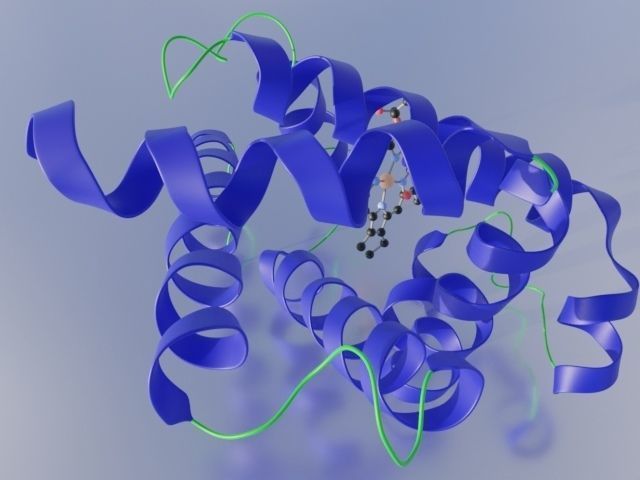 Myoglobin 3D protein model 3D model_12