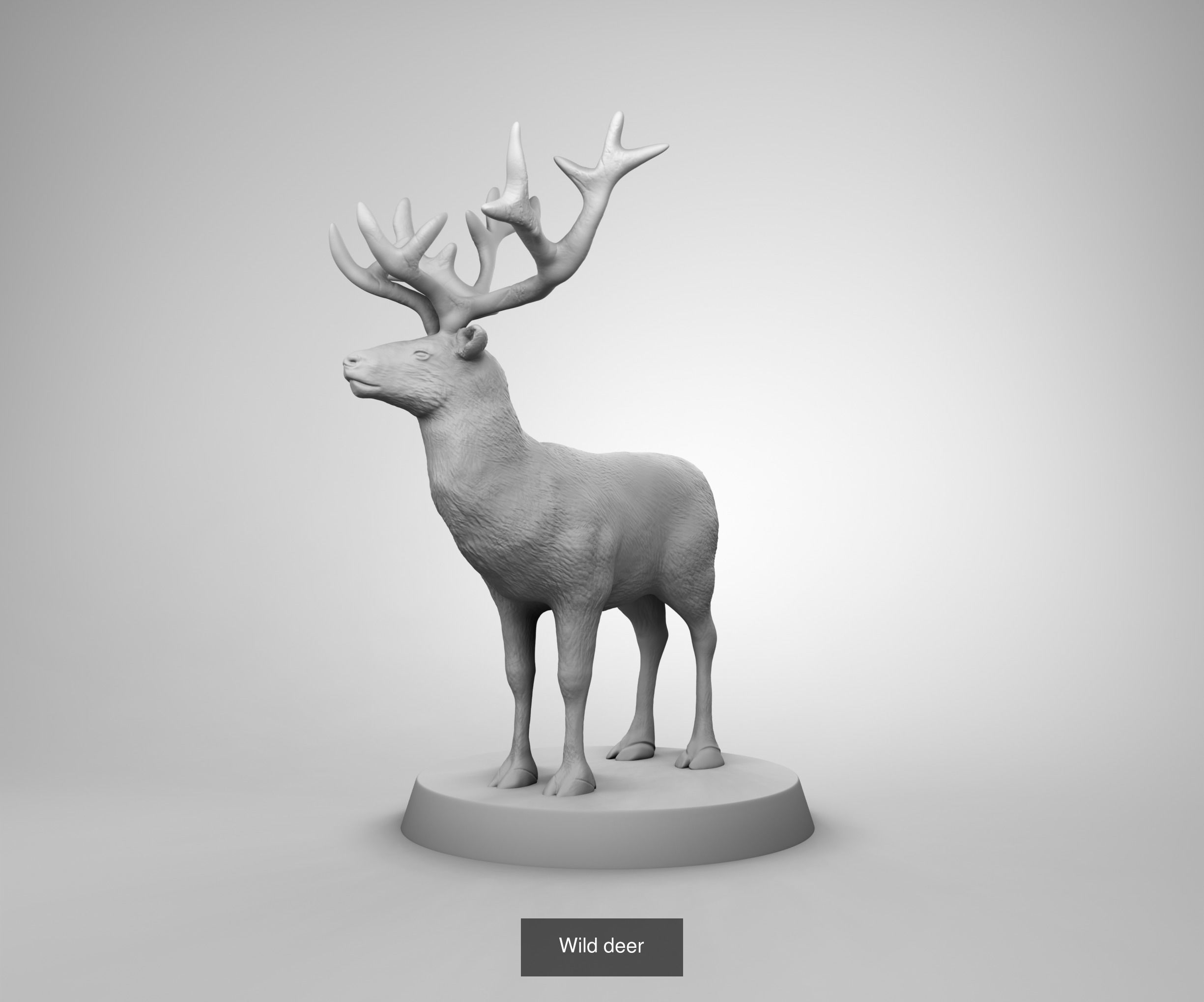 Wild animals 3D Model Collection_10
