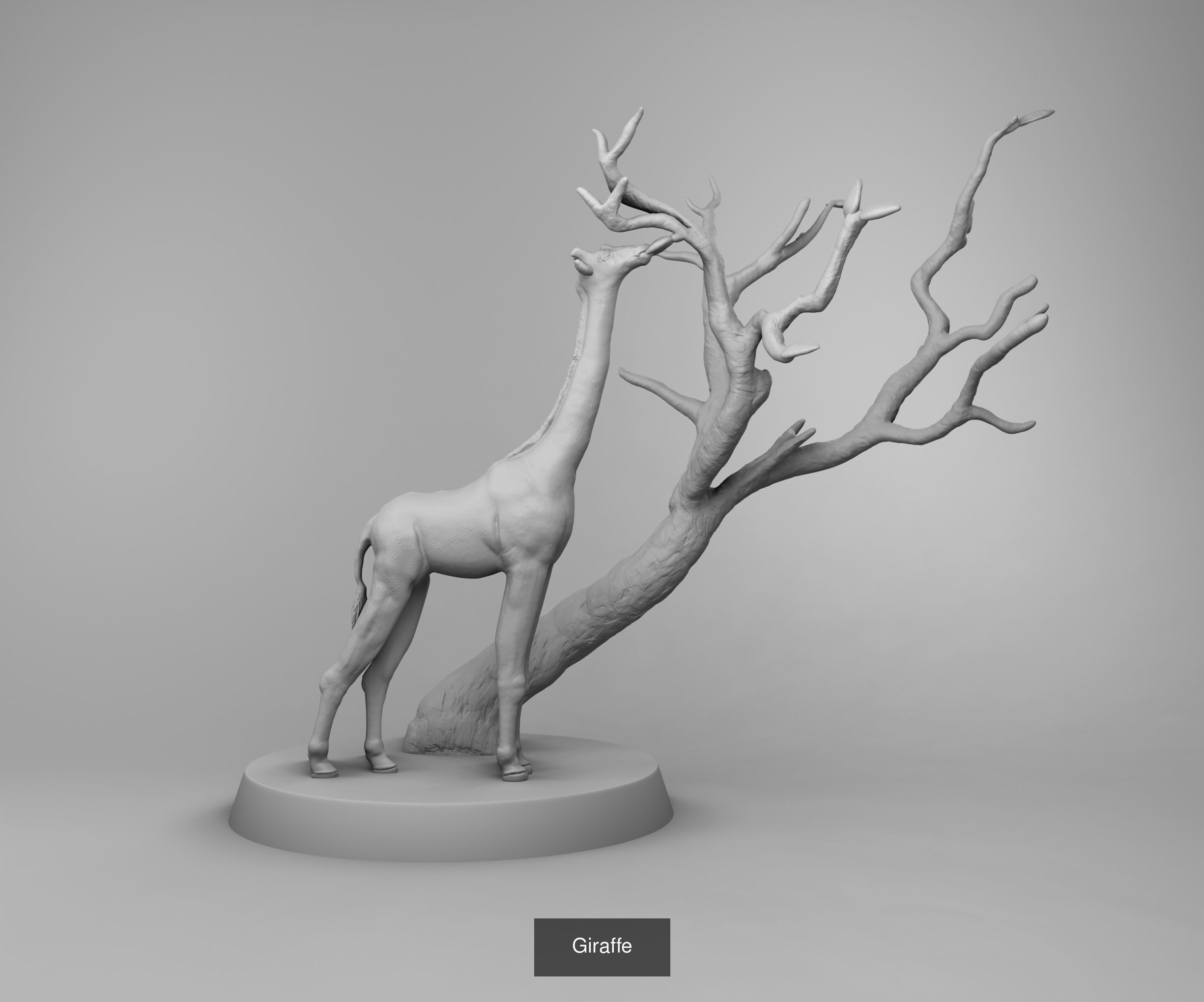 Wild animals 3D Model Collection_28