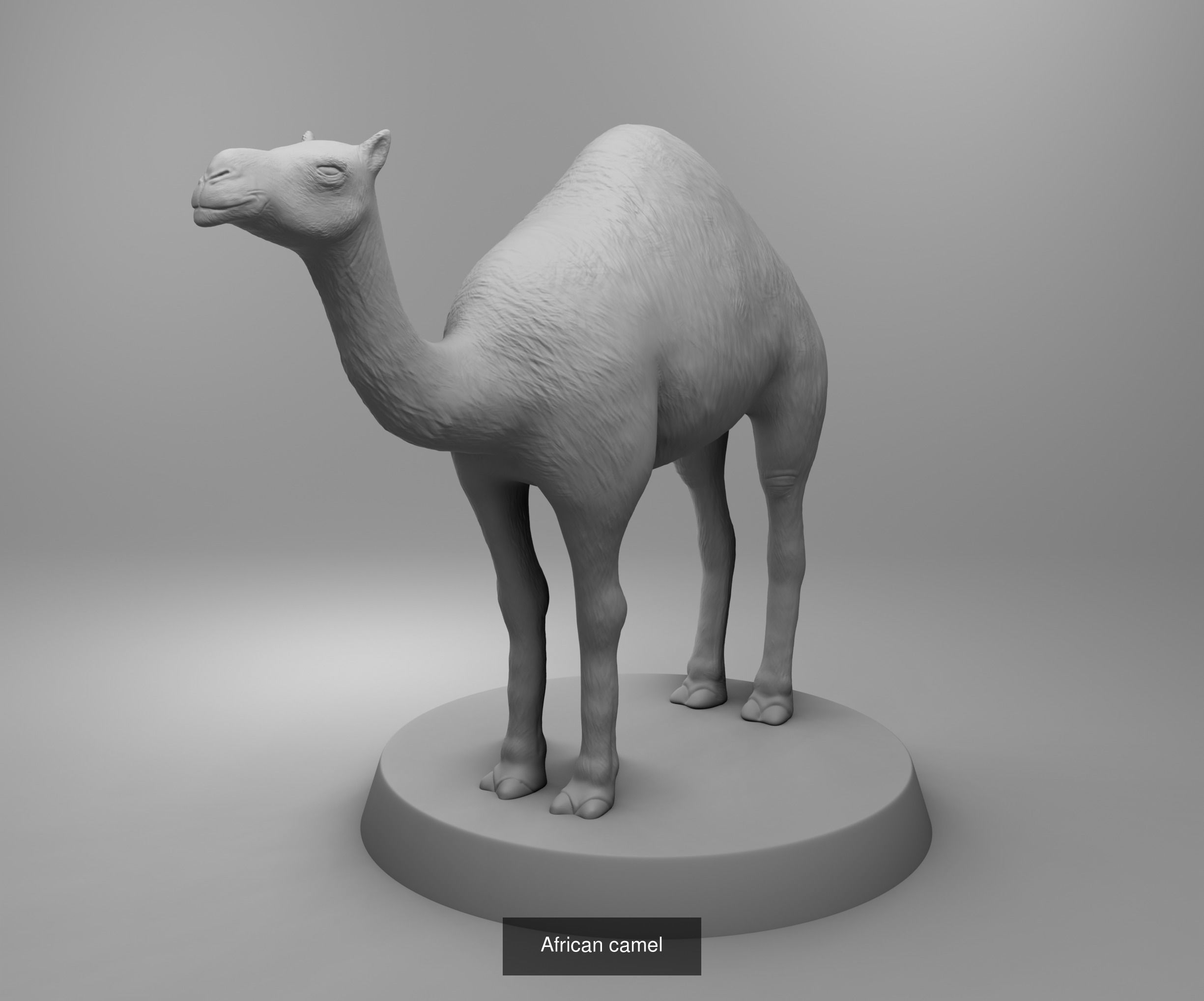 Wild animals 3D Model Collection_8