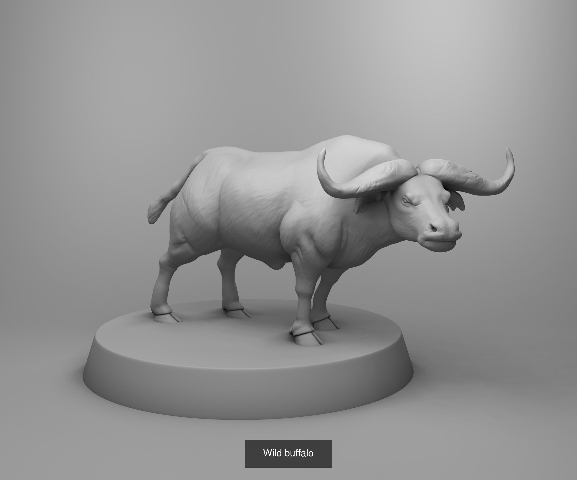 Wild animals 3D Model Collection_7