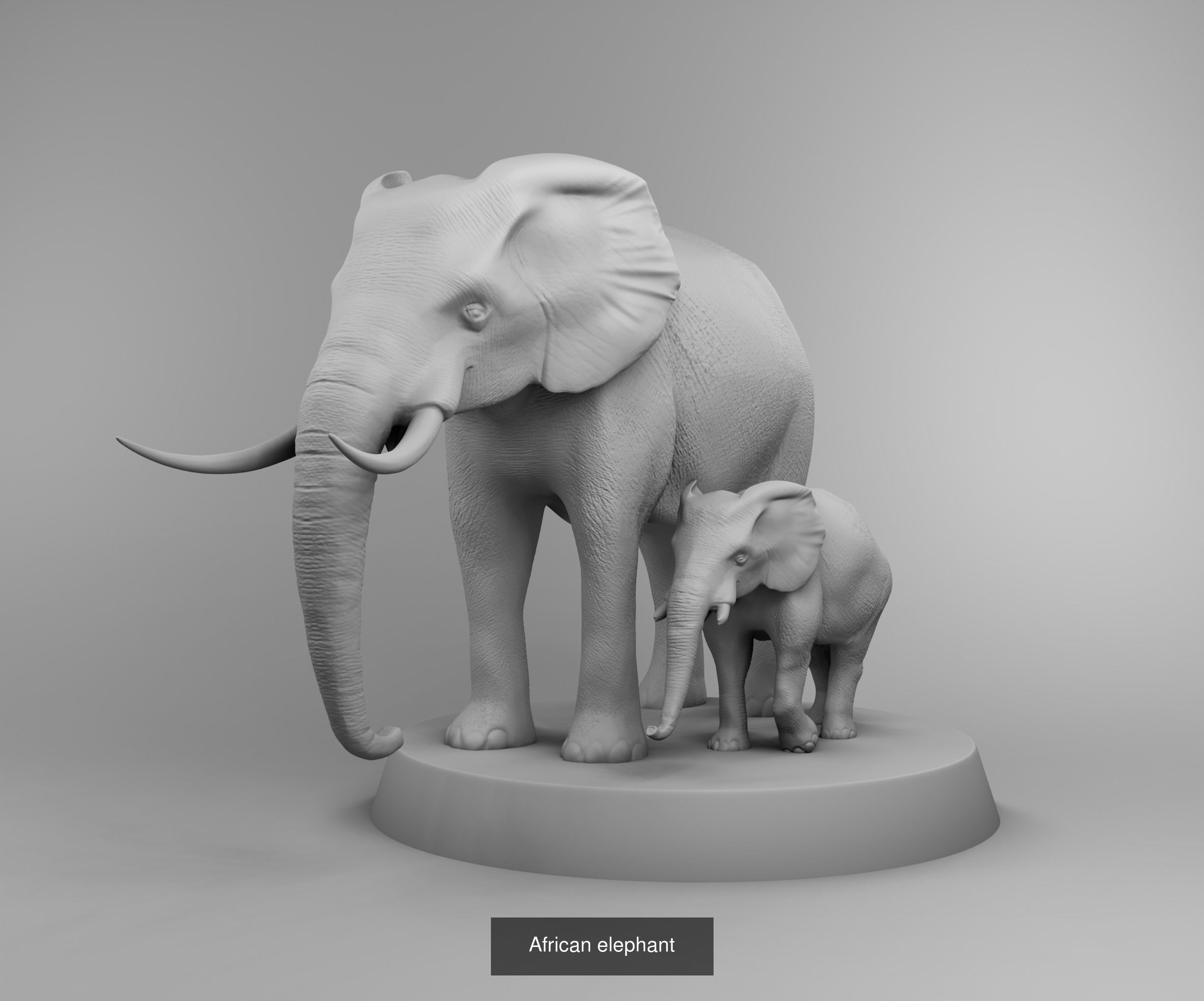 Wild animals 3D Model Collection_11