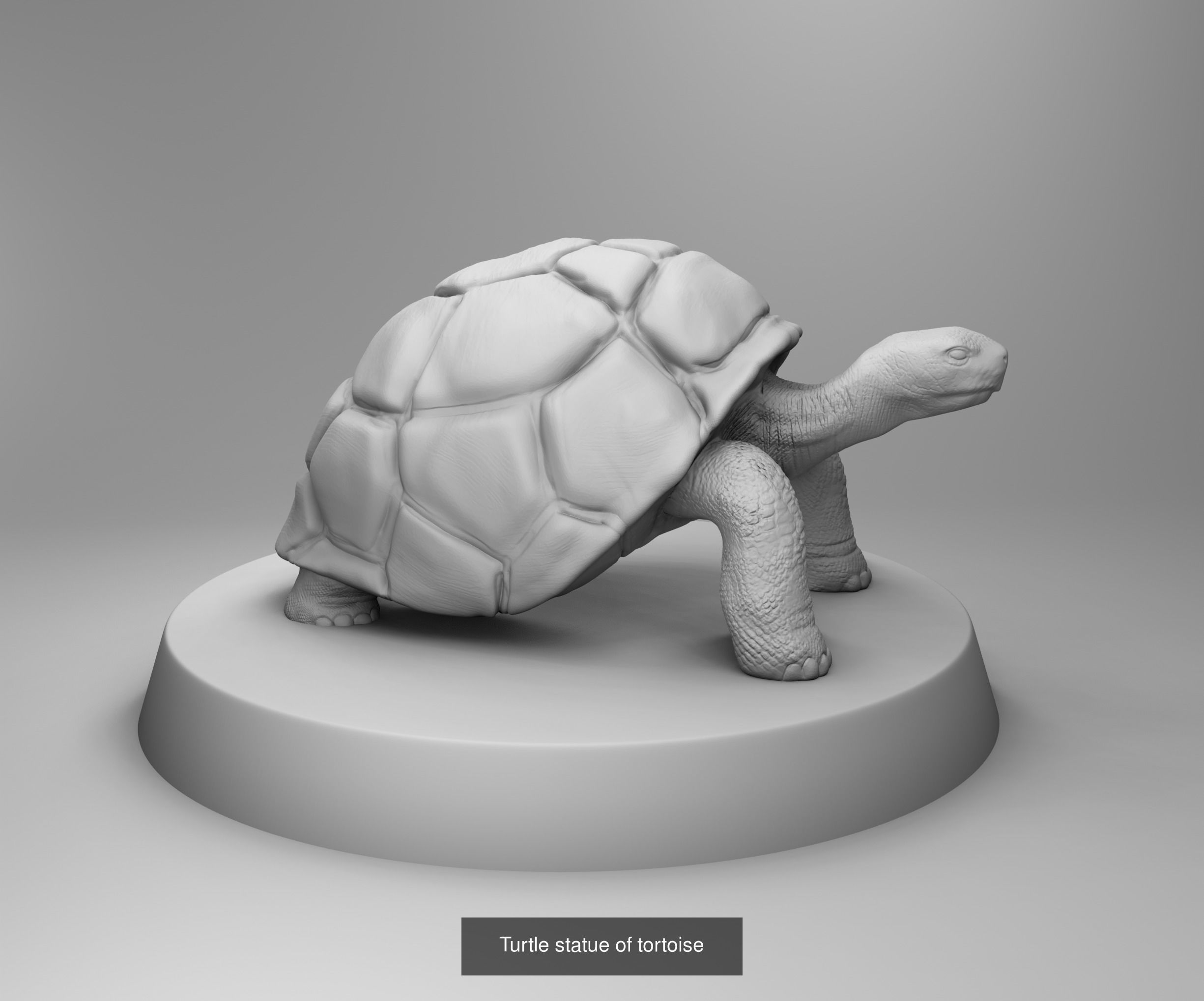 Wild animals 3D Model Collection_26