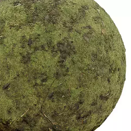 Moss Seamless Texture 2K - EXR 5 - JPG 5 Texture