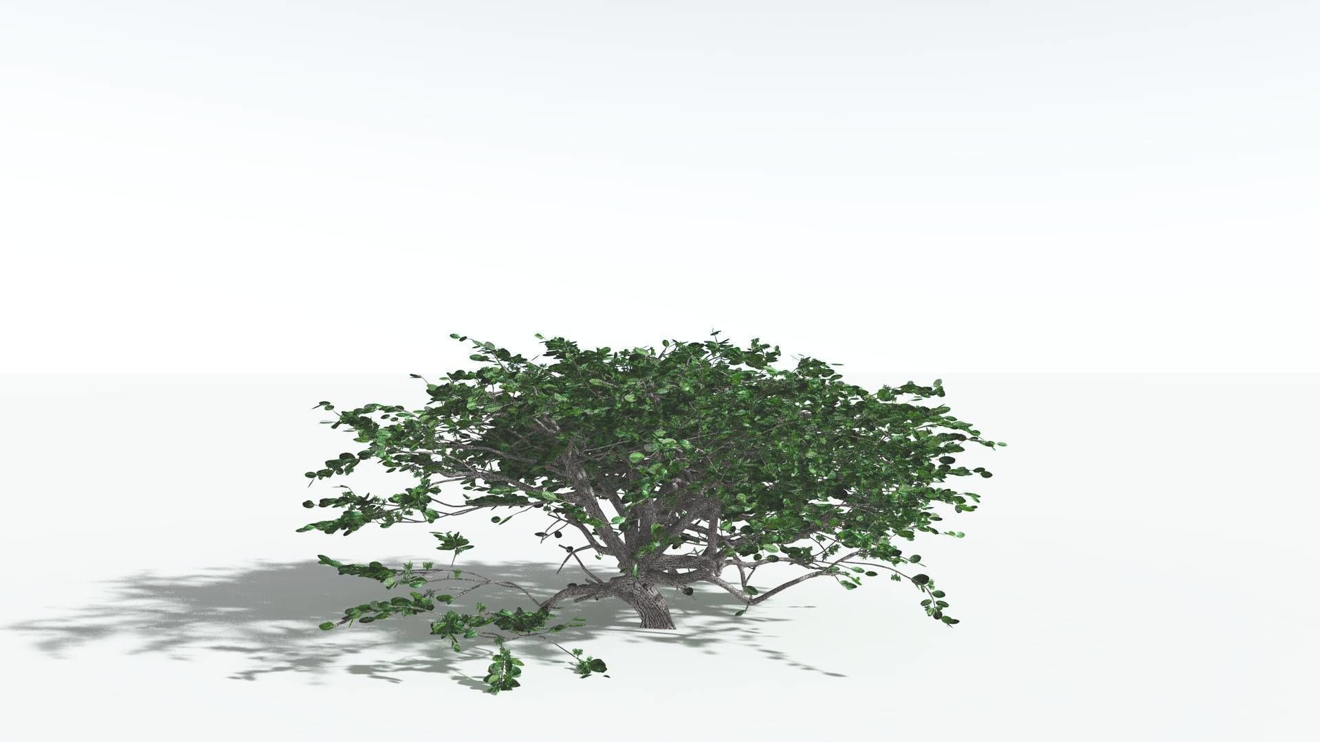 EVERYPlant Tree Heliotrope 1 --14 Models-- 3D model_9