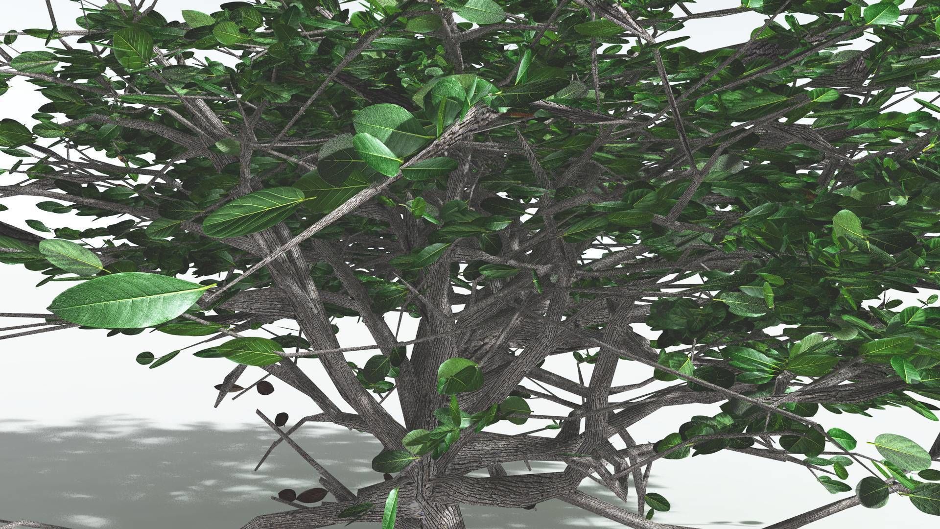 EVERYPlant Tree Heliotrope 1 --14 Models-- 3D model_30