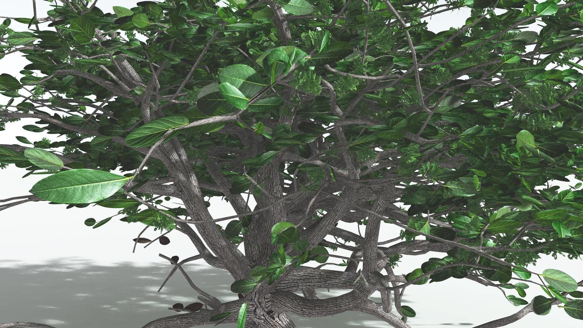 EVERYPlant Tree Heliotrope 1 --14 Models-- 3D model_10