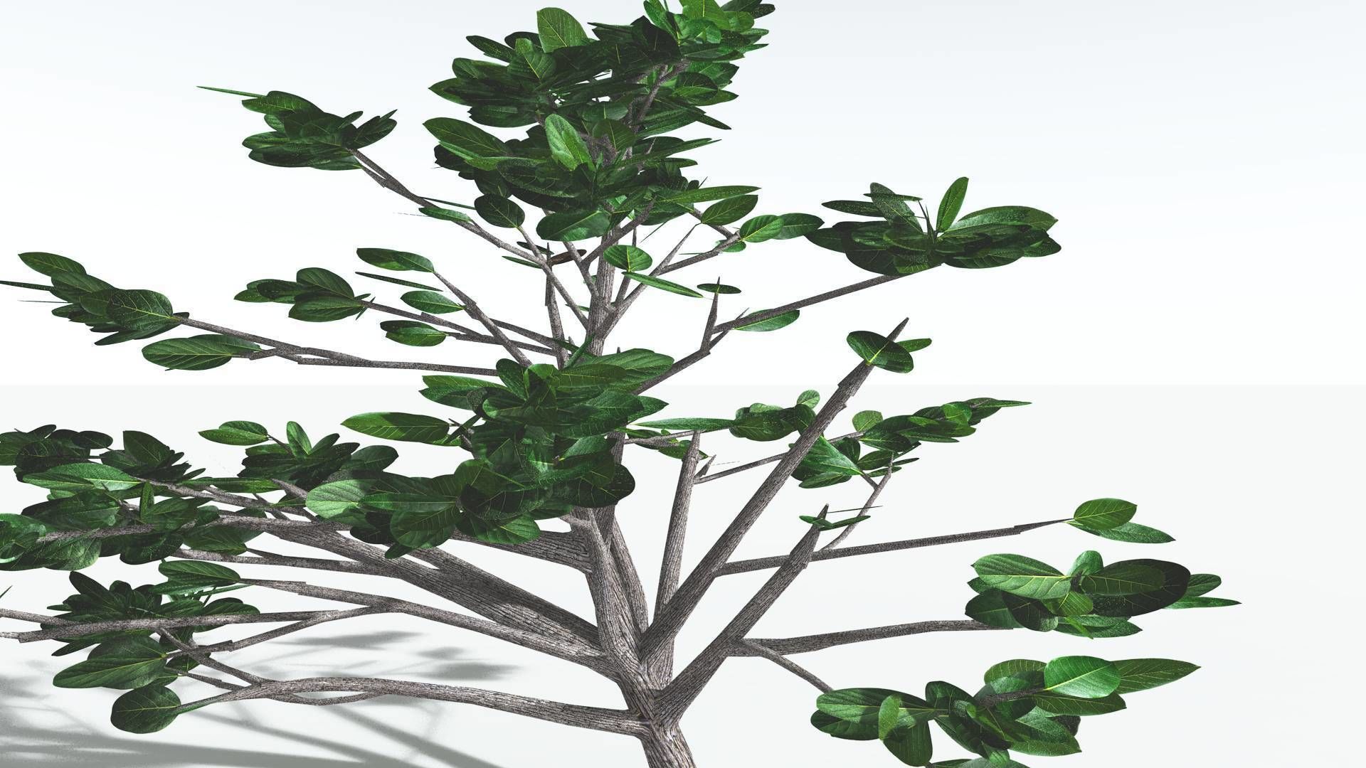 EVERYPlant Tree Heliotrope 1 --14 Models-- 3D model_26