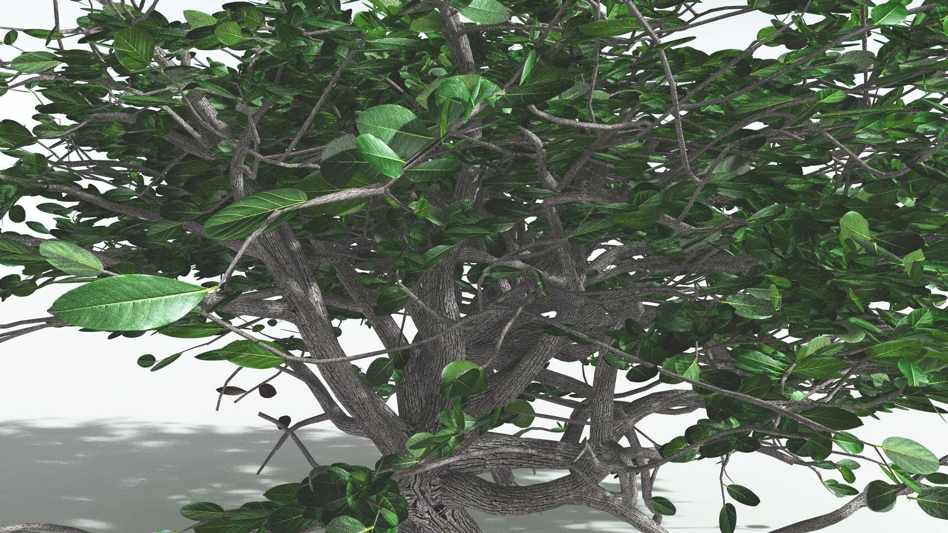 EVERYPlant Tree Heliotrope 1 --14 Models-- 3D model_12