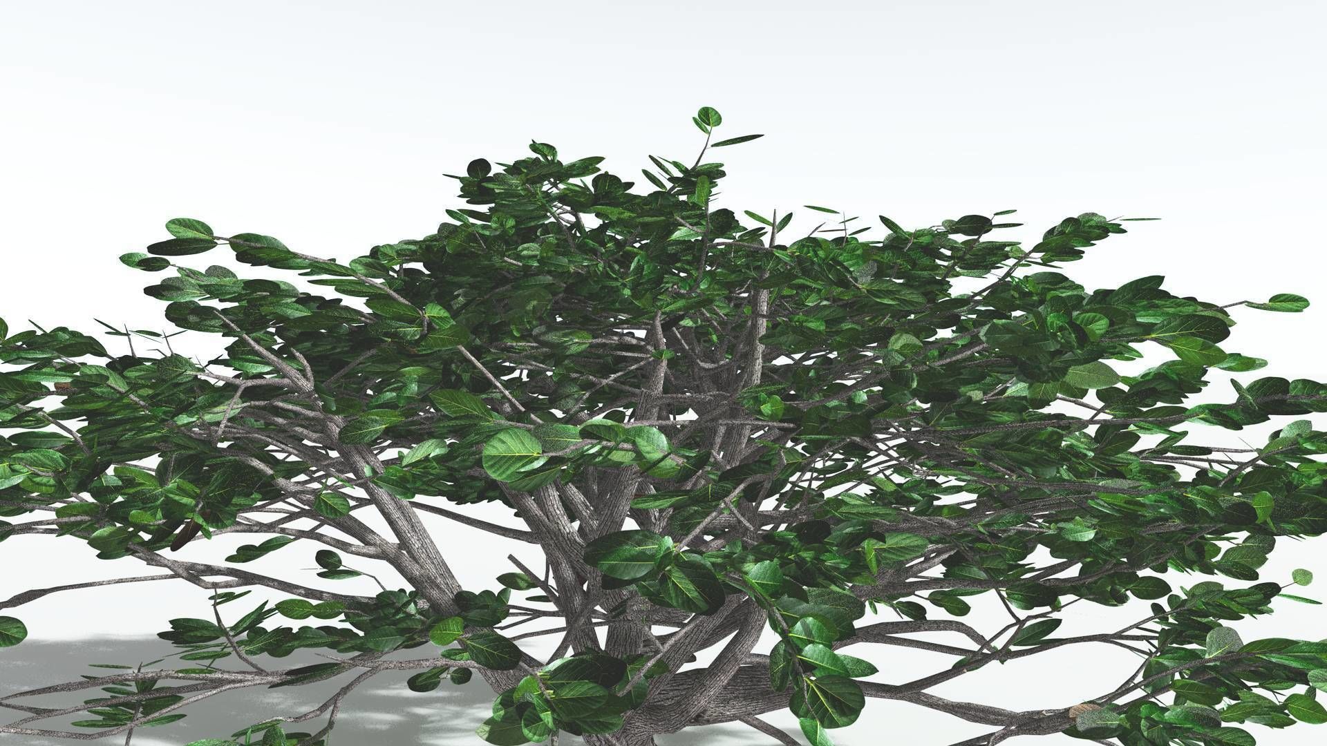 EVERYPlant Tree Heliotrope 1 --14 Models-- 3D model_24