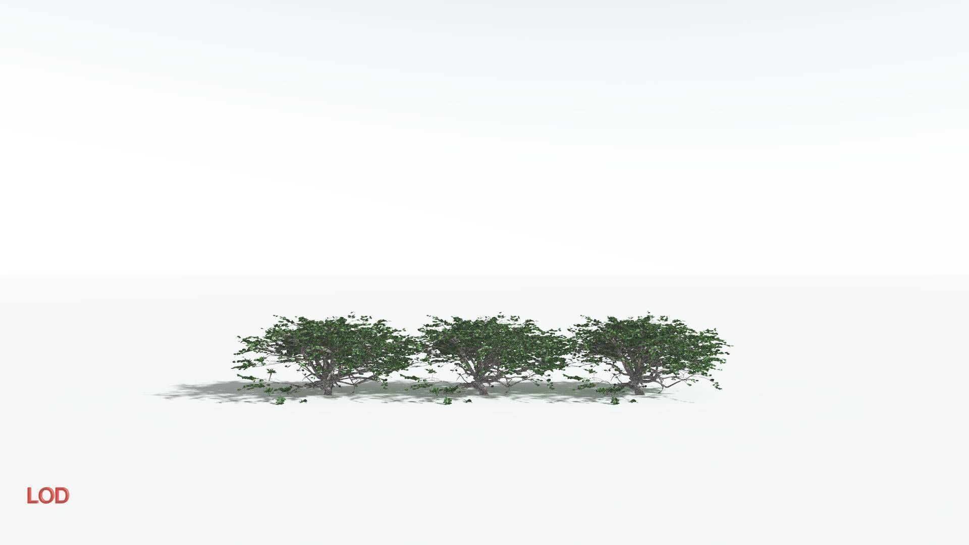 EVERYPlant Tree Heliotrope 1 --14 Models-- 3D model_4
