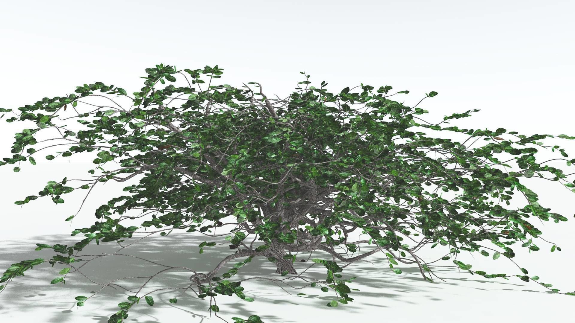 EVERYPlant Tree Heliotrope 1 --14 Models-- 3D model_21