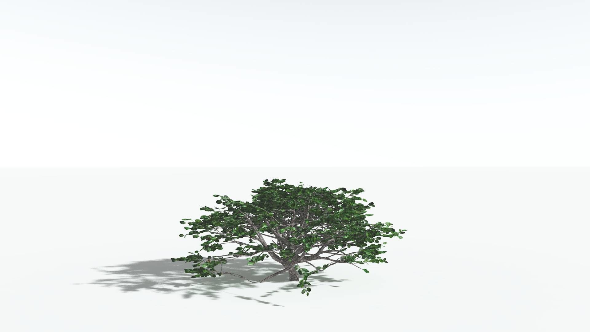 EVERYPlant Tree Heliotrope 1 --14 Models-- 3D model_23