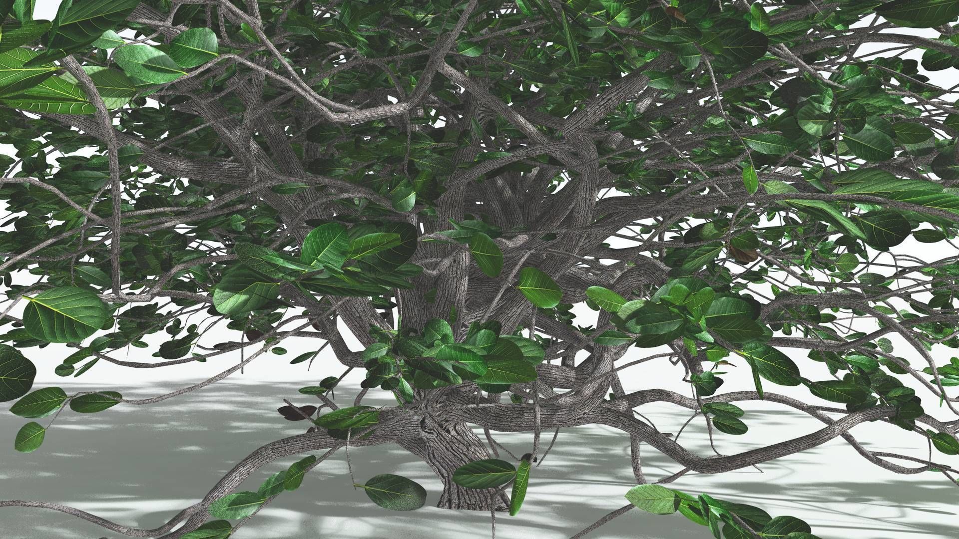 EVERYPlant Tree Heliotrope 1 --14 Models-- 3D model_22