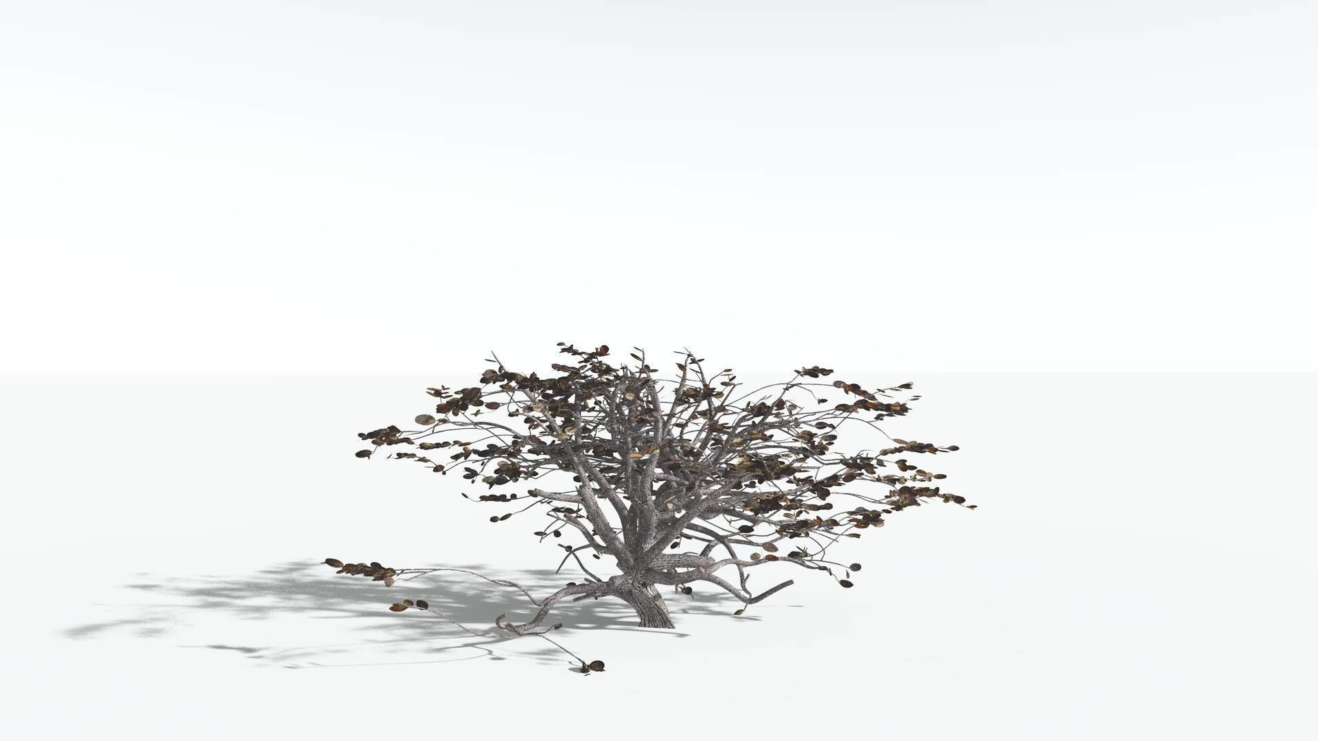 EVERYPlant Tree Heliotrope 1 --14 Models-- 3D model_15