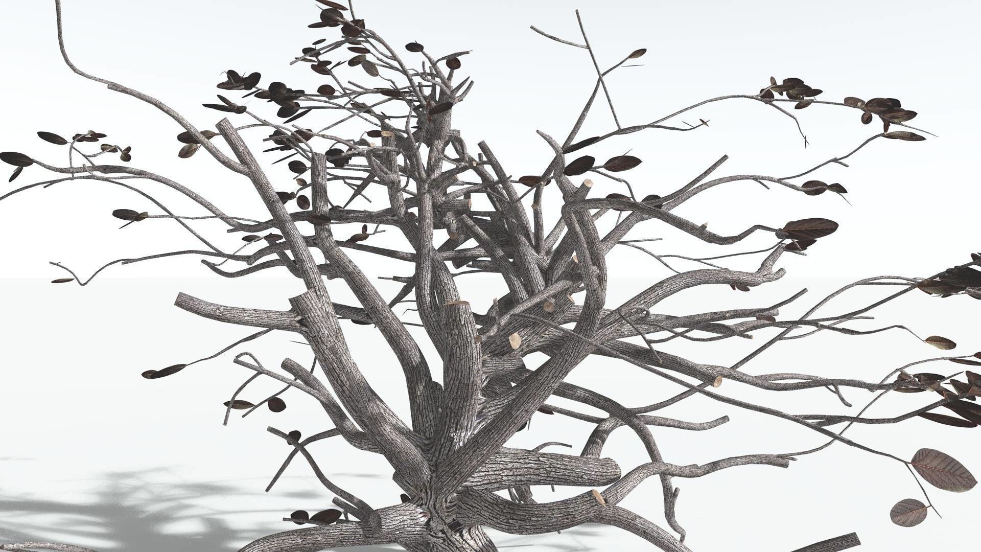 EVERYPlant Tree Heliotrope 1 --14 Models-- 3D model_18