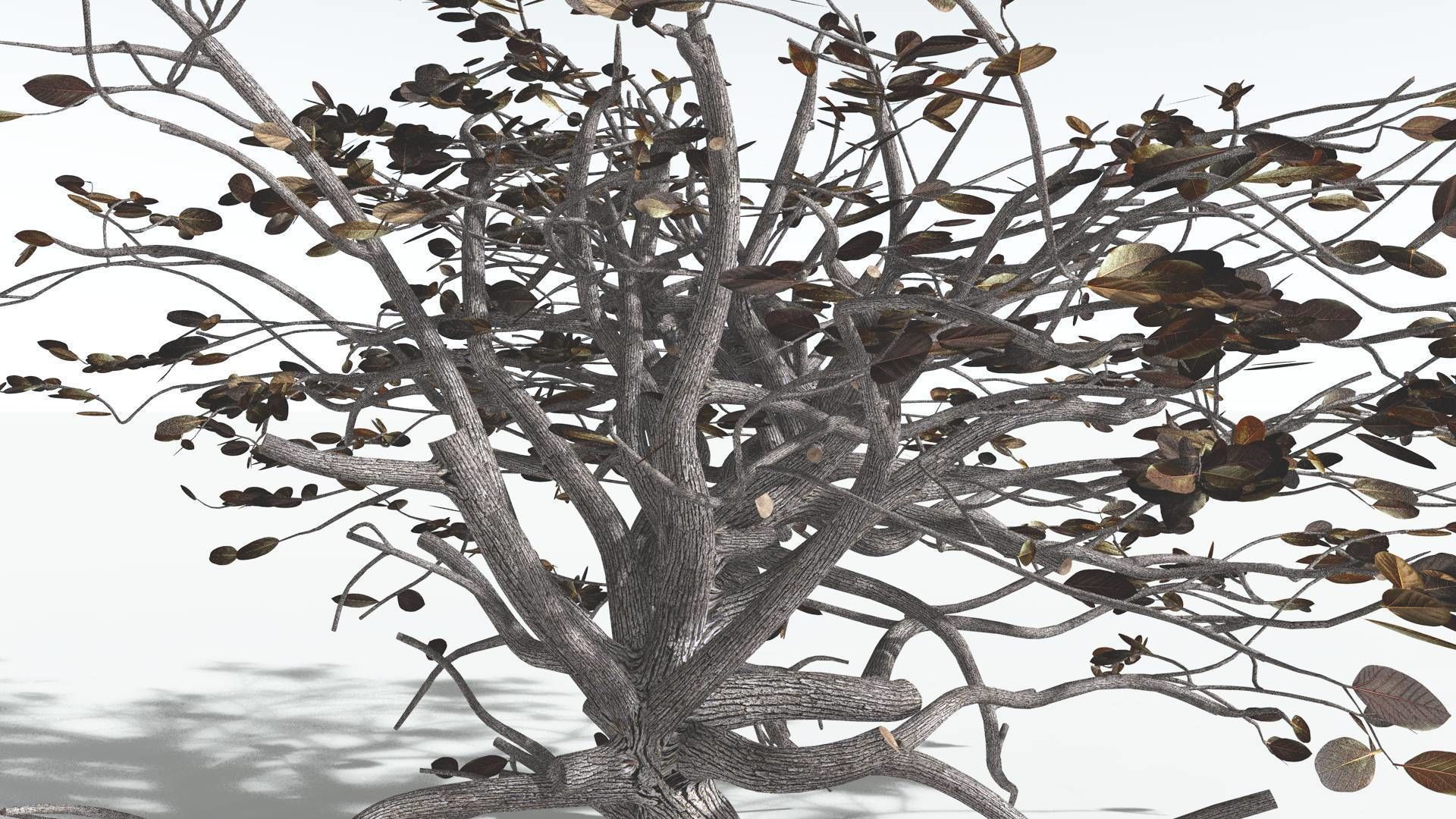 EVERYPlant Tree Heliotrope 1 --14 Models-- 3D model_16