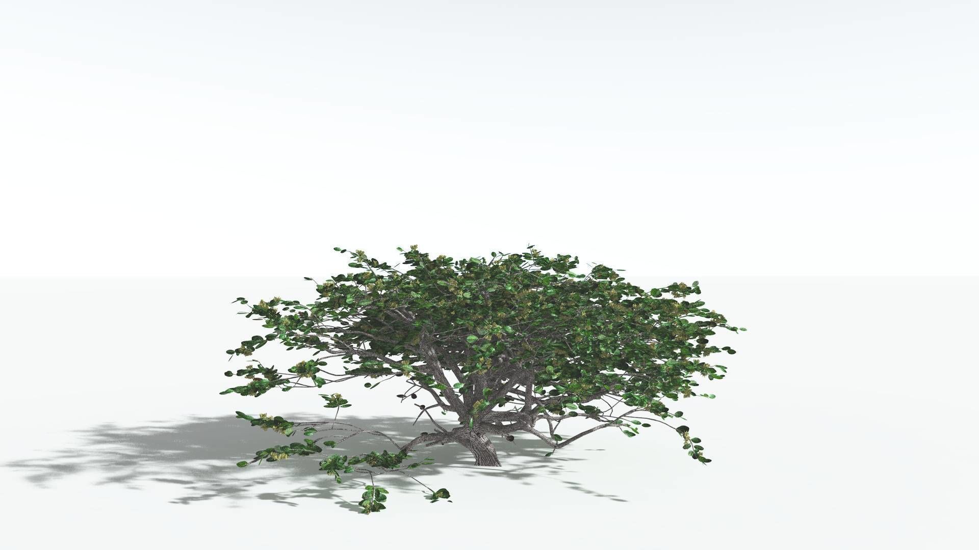 EVERYPlant Tree Heliotrope 1 --14 Models-- 3D model_7