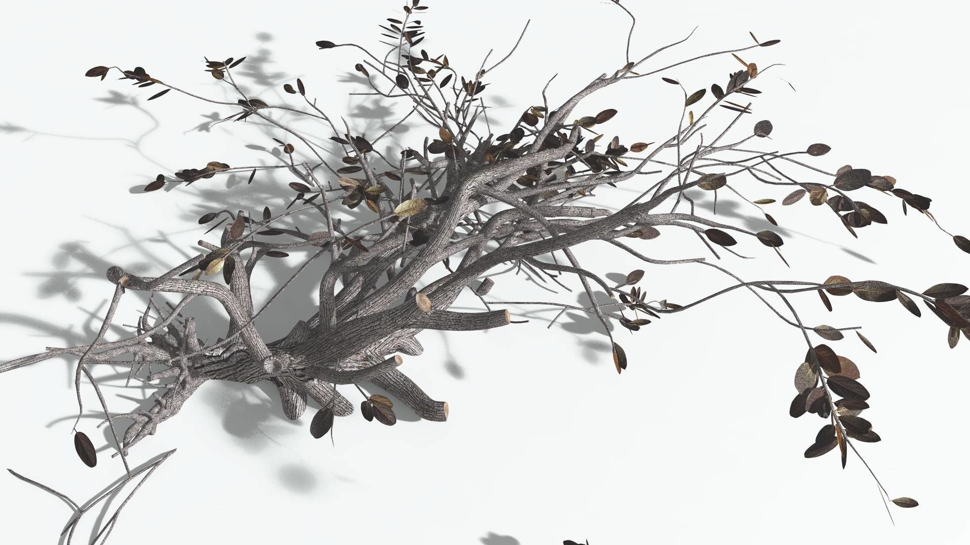 EVERYPlant Tree Heliotrope 1 --14 Models-- 3D model_20