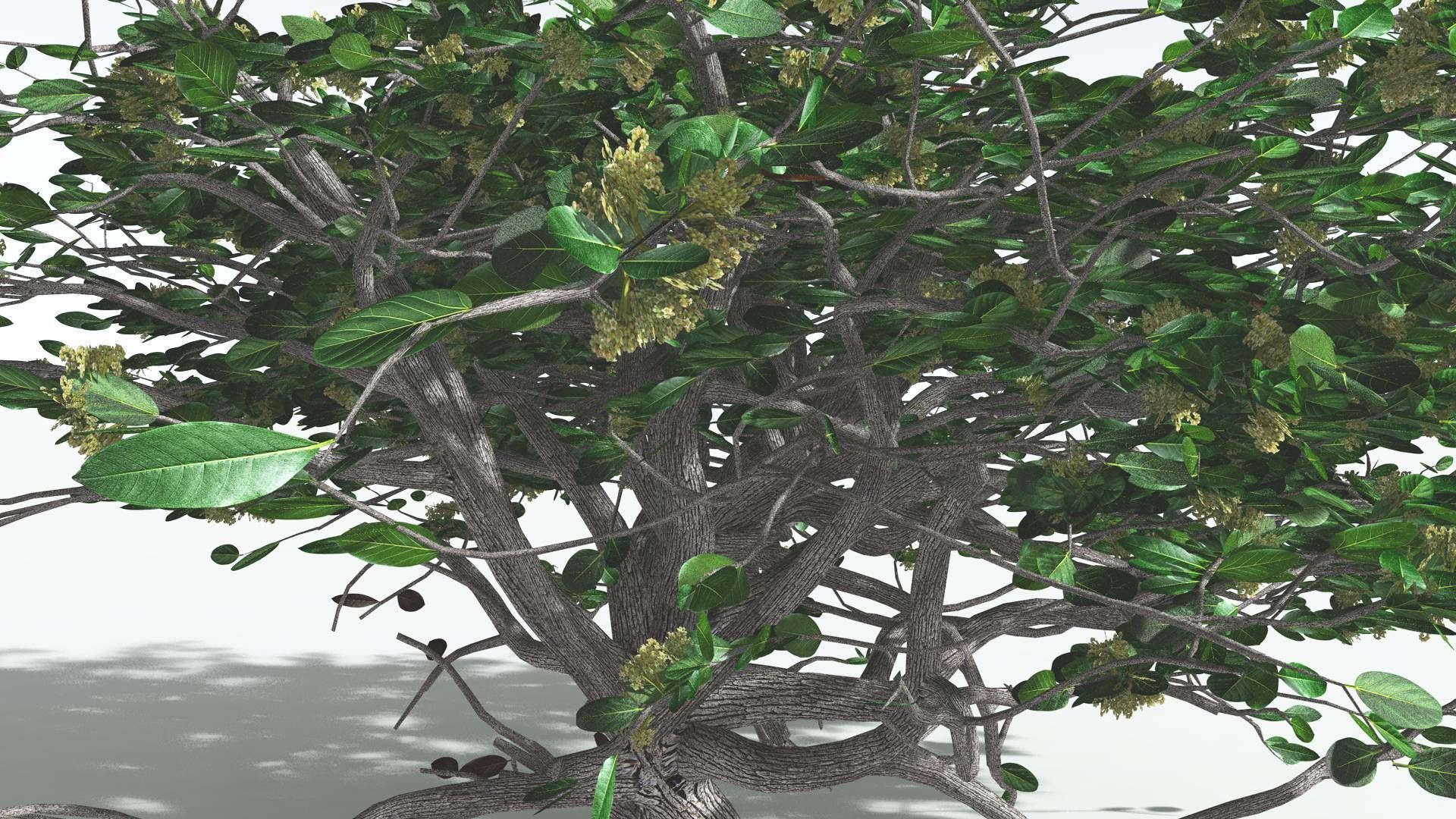 EVERYPlant Tree Heliotrope 1 --14 Models-- 3D model_8