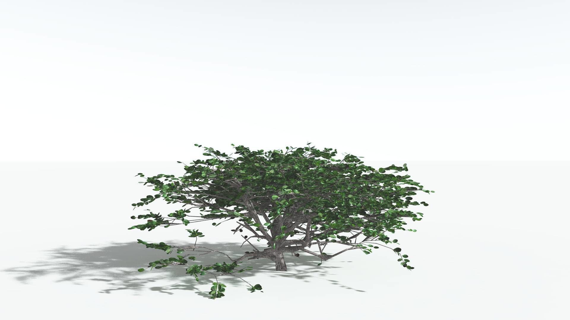 EVERYPlant Tree Heliotrope 1 --14 Models-- 3D model_29