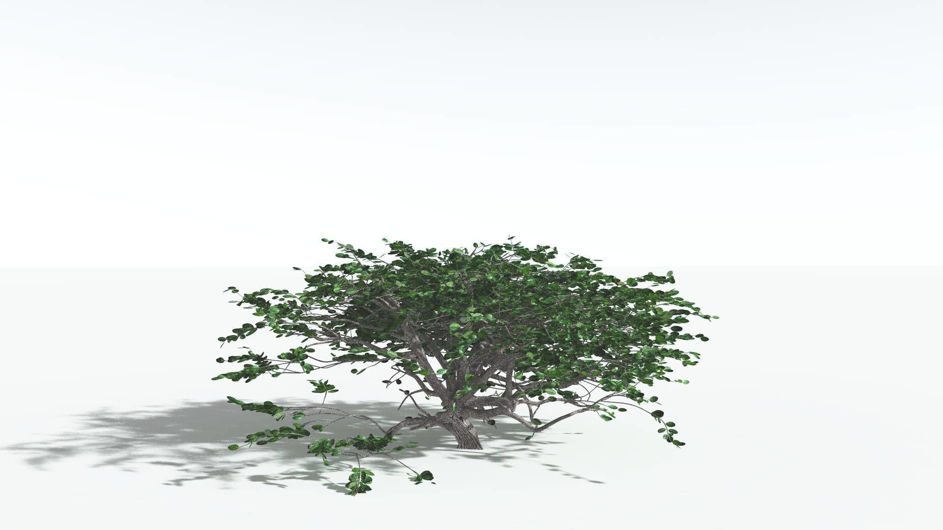 EVERYPlant Tree Heliotrope 1 --14 Models-- 3D model_31