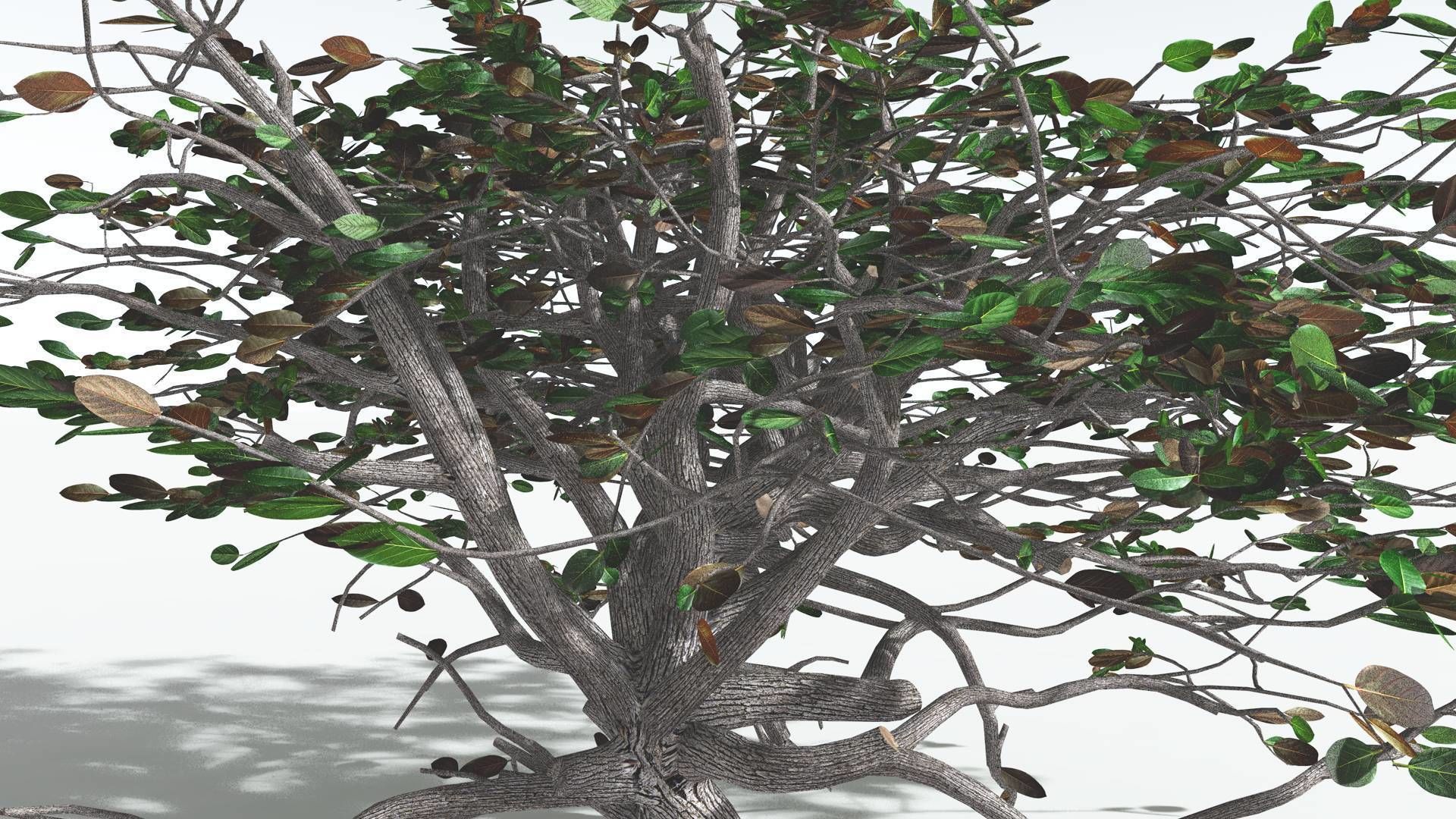 EVERYPlant Tree Heliotrope 1 --14 Models-- 3D model_14