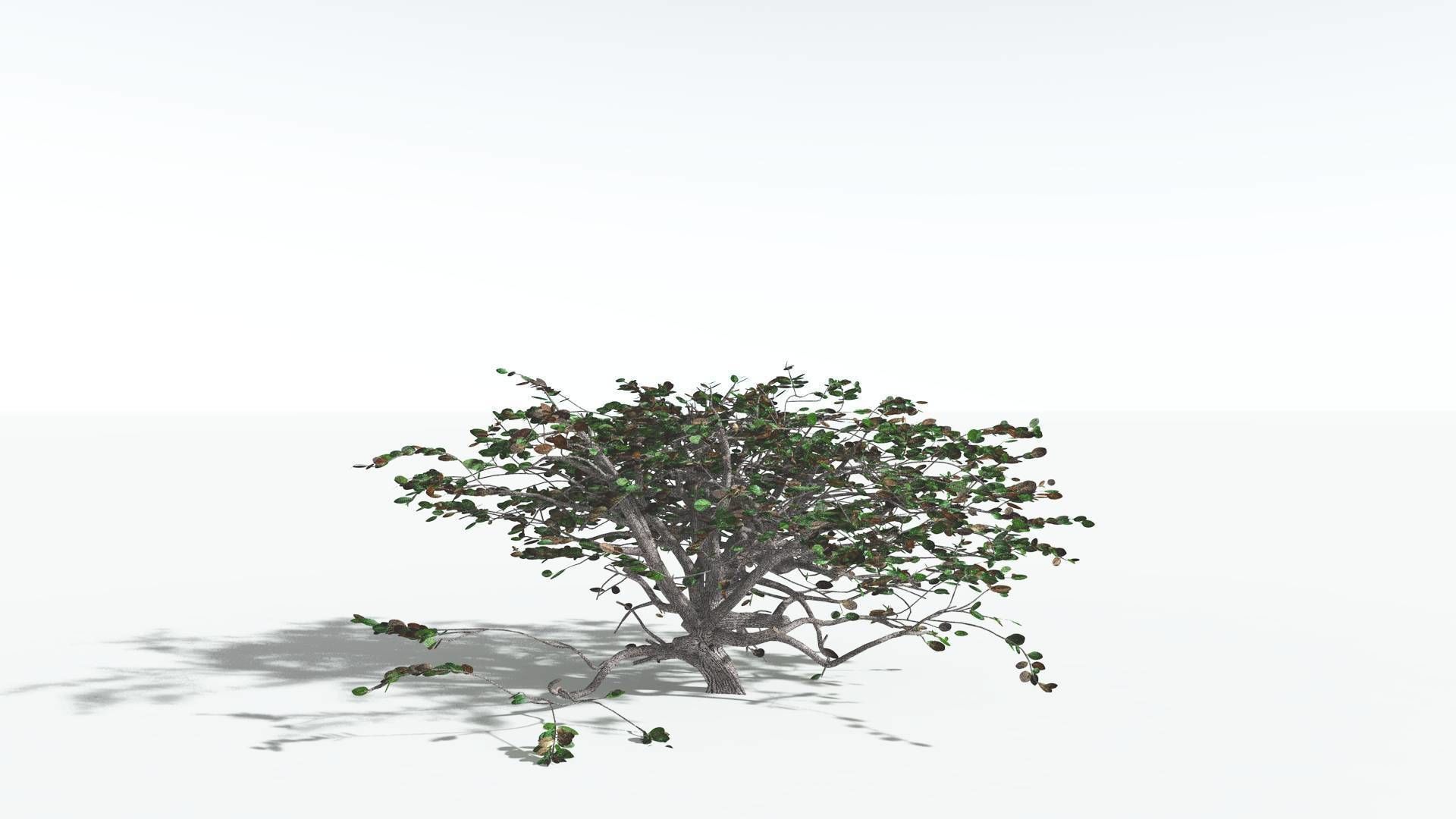 EVERYPlant Tree Heliotrope 1 --14 Models-- 3D model_13