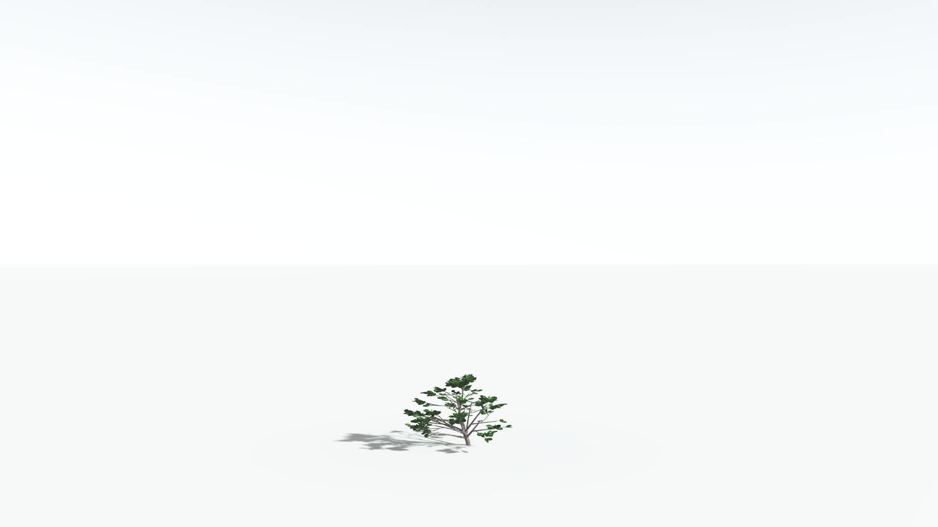 EVERYPlant Tree Heliotrope 1 --14 Models-- 3D model_25