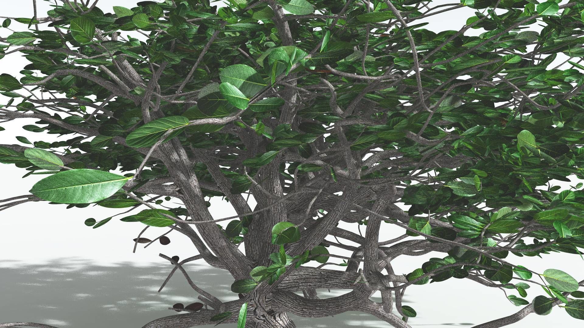 EVERYPlant Tree Heliotrope 1 --14 Models-- 3D model_32