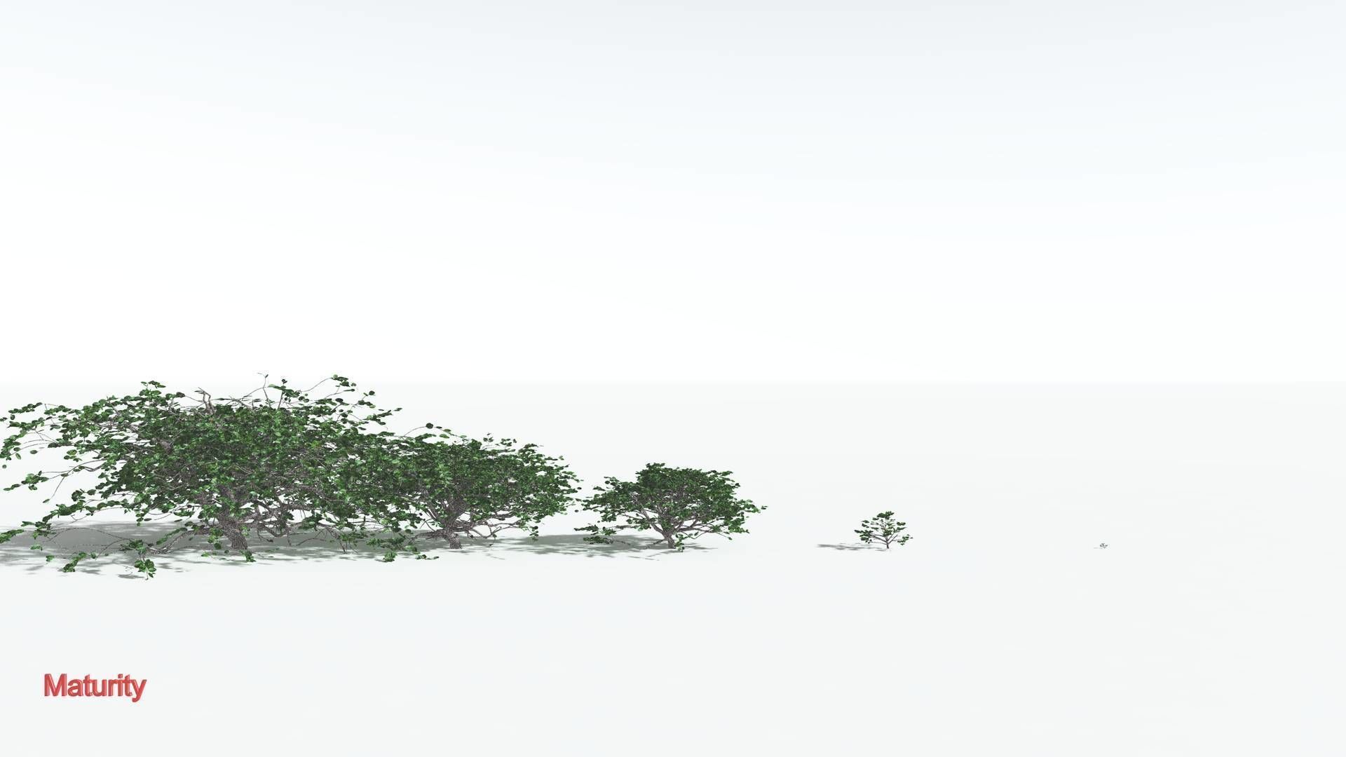 EVERYPlant Tree Heliotrope 1 --14 Models-- 3D model_3