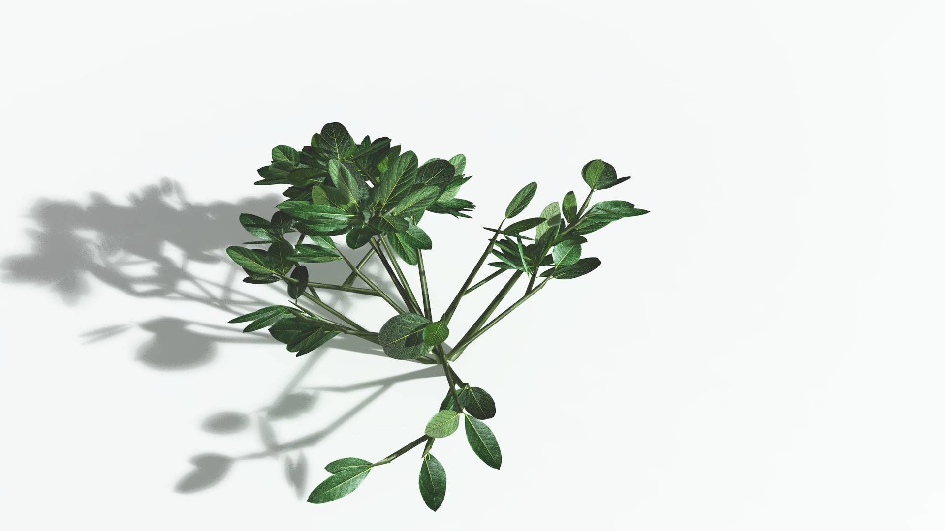 EVERYPlant Tree Heliotrope 1 --14 Models-- 3D model_28