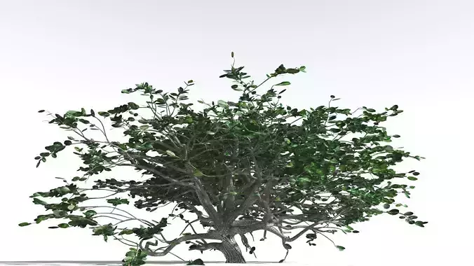 EVERYPlant Tree Heliotrope 1 --14 Models--
