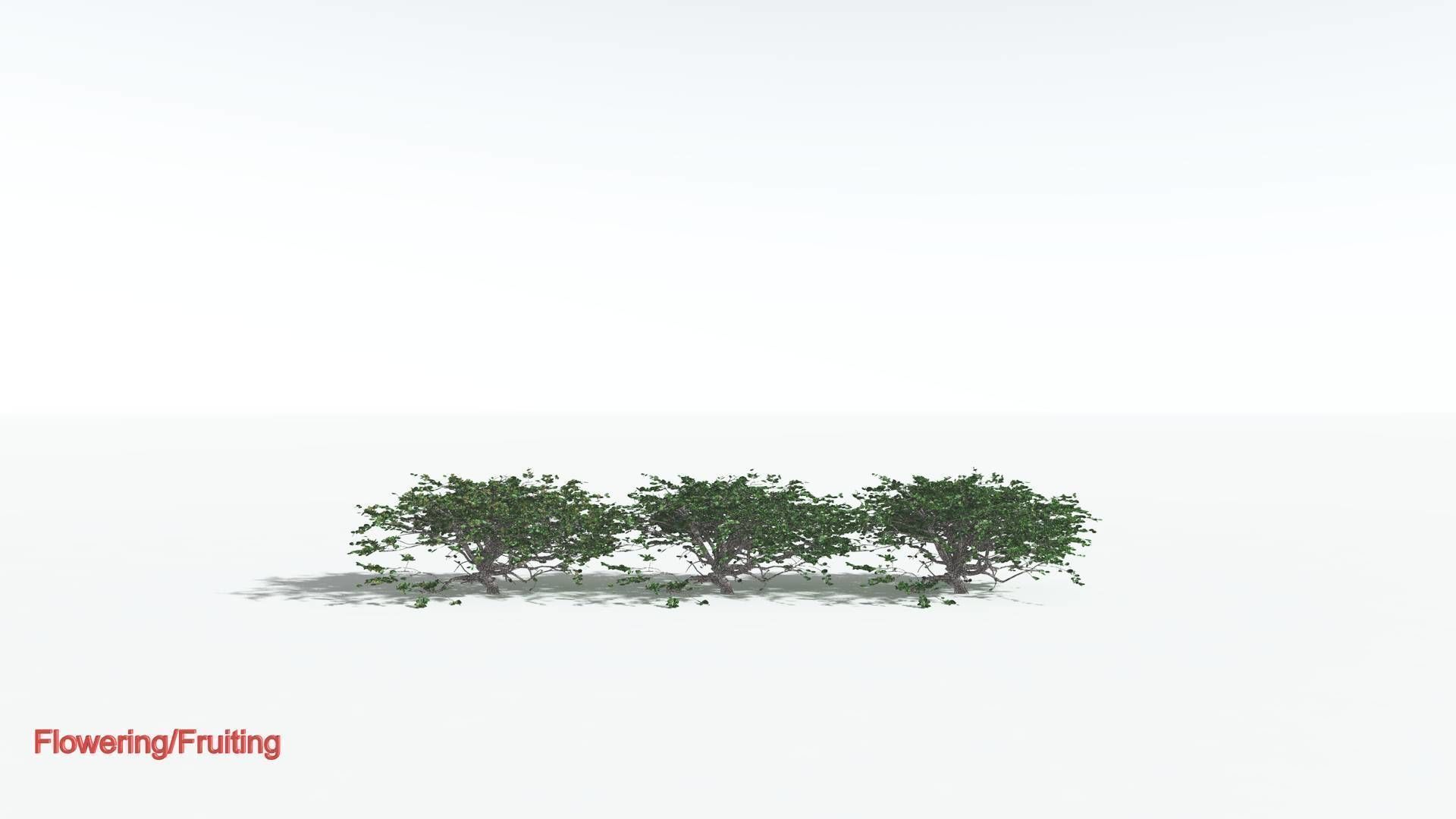 EVERYPlant Tree Heliotrope 1 --14 Models-- 3D model_1