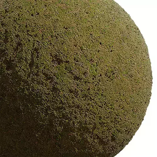 Moss Seamless Texture 2K - EXR 5 - JPG 5 Texture